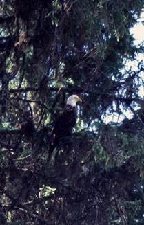 07-01 kintla lake bald eagle