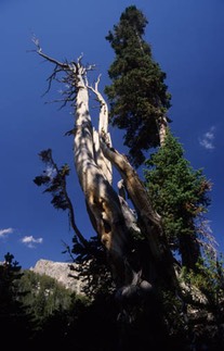 07-03 18 Dead Tree at Surprise Lake