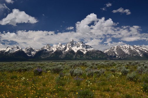 07-11 DSC 0026 Teton Range with Wildflowers 1