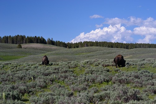 07-11 DSC 0139 Bison Butts