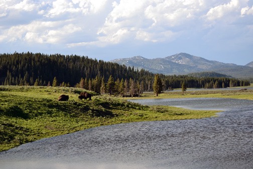 07-11 DSC 0140 Hayden Valley 1