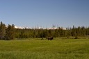 07-11 DSC 0146 Elk Park Bison