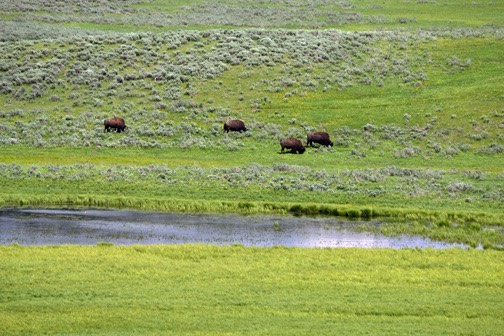07-11 DSC 0219 Hayden Park Bison
