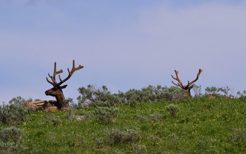 07-11 DSC 0232 Elks By GCYS