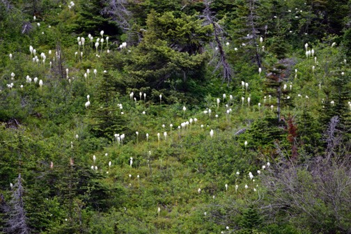 07-11 DSC 0354 Beargrass Blumes