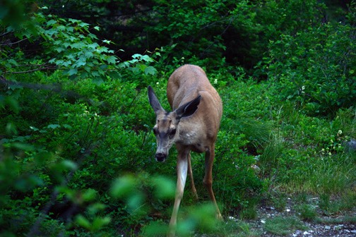 07-11 DSC 0495 Campsite Deer