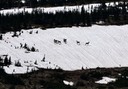 07-12 DSC 0542 Big Horn Sheep on Snowfield