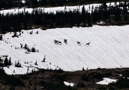 07-12 DSC 0542 Big Horn Sheep on Snowfield