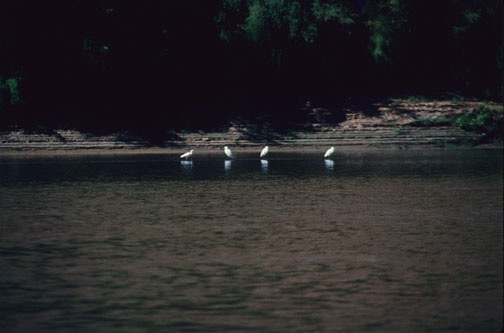 09-94 gr 39 Green River Egrets web