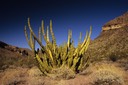 12-08 opc Organ Pipe Cactus