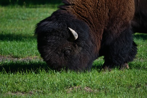 n07-11 DSC 0704 Bison Closeup