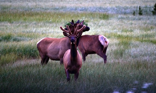 n07-11 DSC 0725 Young Elk