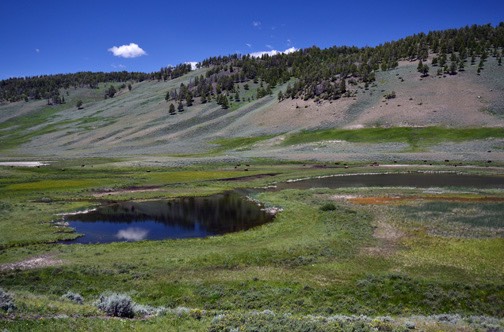 n07=11 DSC 0602 Bison Scene
